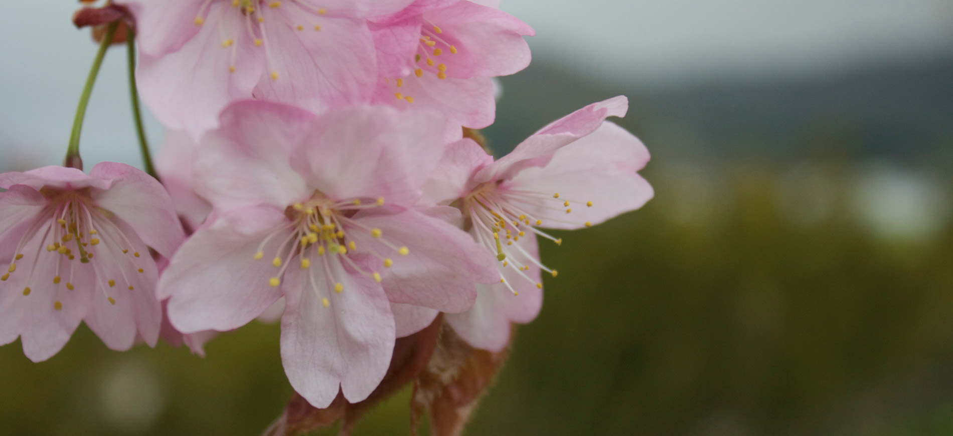 Welcome to Rusutsu Holiday